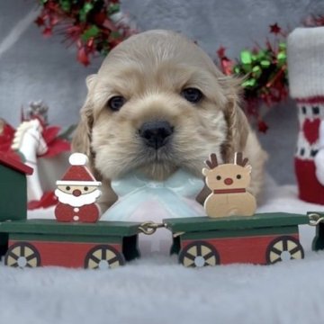 アメリカンコッカースパニエル【宮崎県・女の子・2025年11月2日・バフ】の写真「キュートなお顔でしっかりした次女ちゃん🐶💕」