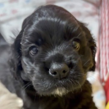 アメリカンコッカースパニエル【宮崎県・女の子・2025年11月2日・ブラック】の写真「くりくりおめめの可愛い長女ちゃん🐶💕」