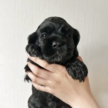 アメリカンコッカースパニエル【宮崎県・男の子・2025年4月2日・ブラック】の写真「女の子みたいに可愛いくてキレイなお顔立ち🐶👑」