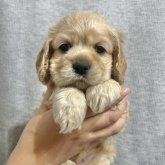 アメリカンコッカースパニエル