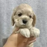 アメリカンコッカースパニエル