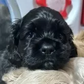 アメリカンコッカースパニエル