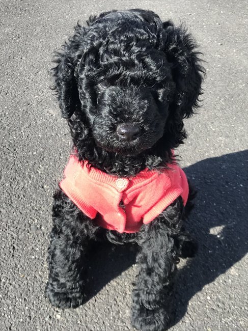 杉本　あずさ(すぎもと　あずさ)ブリーダー(香川県・ドーベルマンなど・JKC登録)の紹介写真5