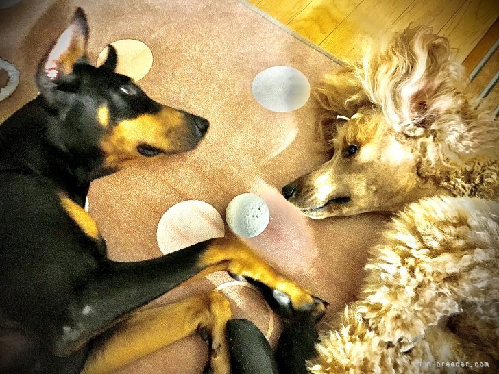 杉本　あずさ(すぎもと　あずさ)ブリーダー(香川県・ドーベルマンなど・JKC登録)の紹介写真6