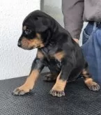 ドーベルマン【香川県・女の子・2024年4月23日・ブラック&タン】の写真2