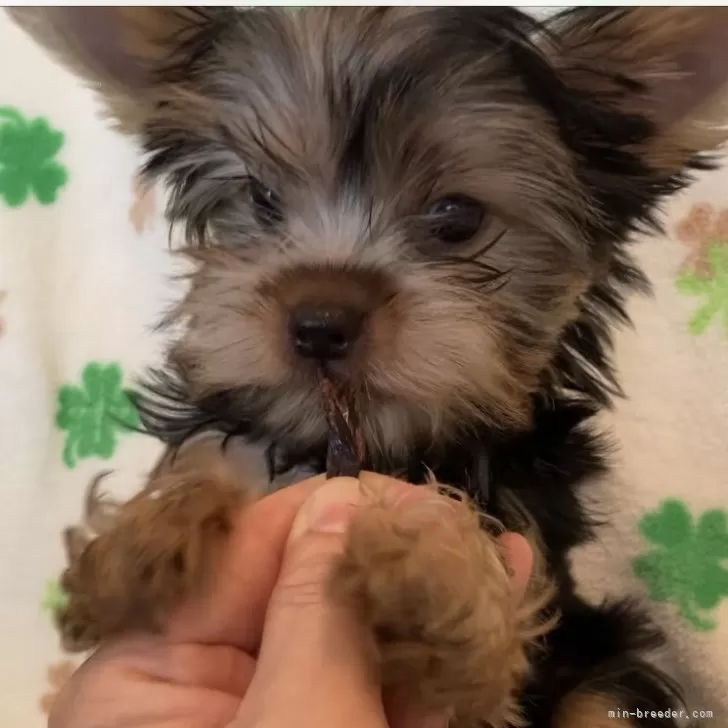 ID：2408-03694の子犬