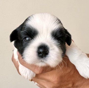 シーズー【富山県・女の子・2024年7月26日・ブラック&ホワイト】の写真「元気で活発な女の子。」