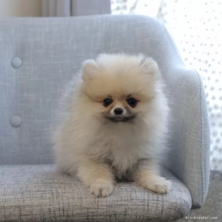 ID:2504-01252の子犬