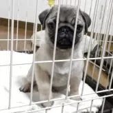 パグ【香川県・男の子・2025年8月2日・フォーン】の写真2「１０月２８日、撮影。フォーンの男の子！」