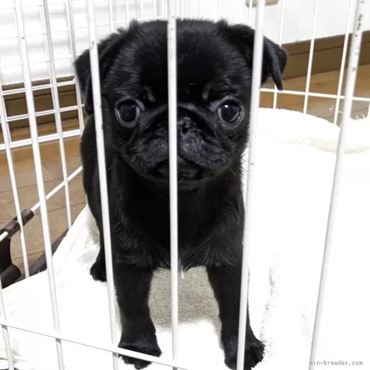 パグ【香川県・女の子・2025年8月2日・ブラック】の写真1「１０月２８日、撮影。黒の女の子。」