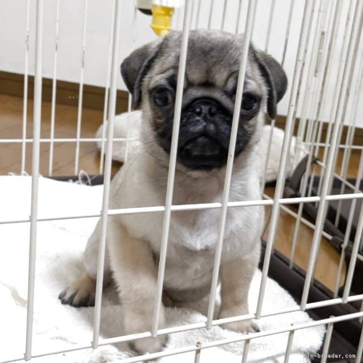 ブリーダー画像