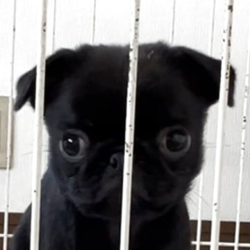 パグ【香川県・女の子・2025年9月23日・ブラック】の写真「メッチャ可愛い🩷」