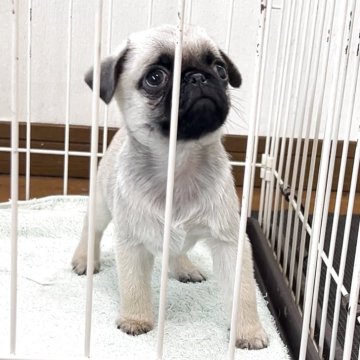 パグ【香川県・男の子・2025年9月23日・フォーン】の写真「メチャクチャ可愛い🩷」