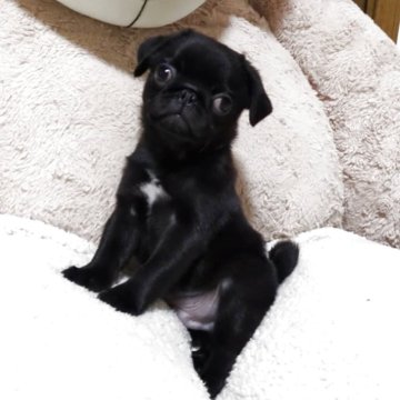 パグ【香川県・男の子・2025年9月16日・ブラック】の写真「元気一杯！スクスク成長中です🤣」