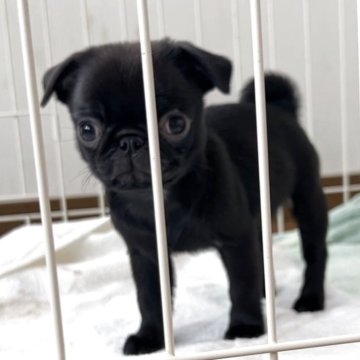 パグ【香川県・女の子・2025年9月23日・ブラック】の写真「可愛い女の子💕」