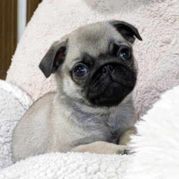 パグ【香川県・男の子・2025年9月16日・フォーン】の写真「ムチムチ、コロコロでーす💕」