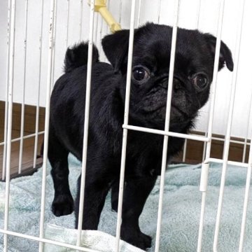 パグ【香川県・女の子・2025年8月2日・ブラック】の写真「可愛い女の子💕」