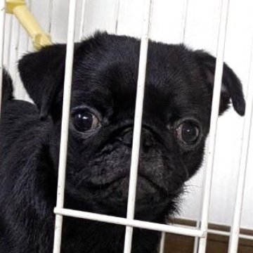 パグ【香川県・女の子・2025年8月2日・ブラック】の写真「可愛い女の子💕」