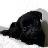 パグ