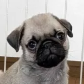 パグ