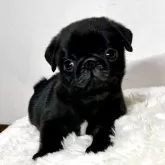 パグ