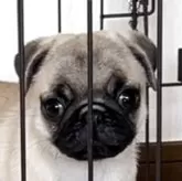 パグ