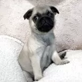 パグ【香川県・男の子・2025年9月16日・フォーン】の写真5「１１月１８日、撮影。フォーンの男の子！」