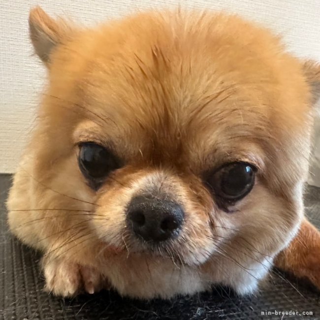 ことらくんのスッキリカット✨｜笠原　星香(かさはら　せいか)ブリーダー(埼玉県・チワワ(ロング)など・JKC登録)の紹介写真2