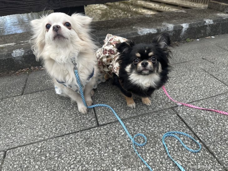 お花見に行った時のみるくくん・もこちゃん♡｜笠原　星香(かさはら　せいか)ブリーダー(埼玉県・チワワ(ロング)など・JKC登録)の紹介写真3