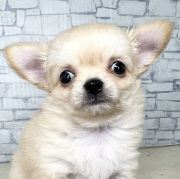 チワワ(ロング)【埼玉県・男の子・2025年10月12日・クリーム】の写真「お顔がまんまるののんびり男の子👦」