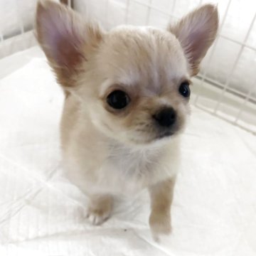 チワワ(ロング)【埼玉県・女の子・2025年4月23日・クリーム】の写真「人もわんちゃんもだいすきなかまってちゃん♡」