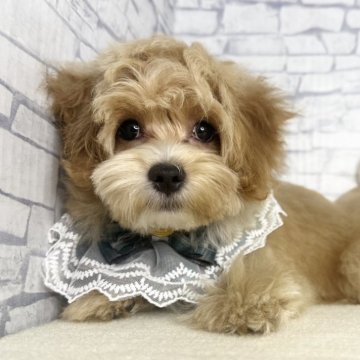 マルプー(マルチーズ×トイプードル)【埼玉県・男の子・2025年4月20日・アプリコット】の写真「愛嬌抜群な男の子♡」