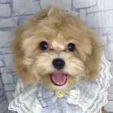 マルプー(マルチーズ×トイプードル)【埼玉県・男の子・2025年4月20日・アプリコット】の写真1