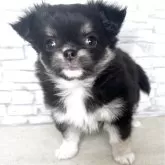 チワワ(ロング)【埼玉県・女の子・2025年10月12日・ブラックタンアンドホワイト】の写真2