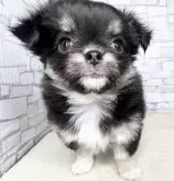 チワワ(ロング)【埼玉県・女の子・2025年10月12日・ブラックタンアンドホワイト】の写真4