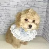 マルプー(マルチーズ×トイプードル)【埼玉県・男の子・2025年4月20日・アプリコット】の写真7