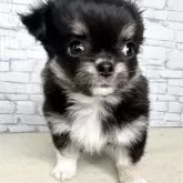 チワワ(ロング)【埼玉県・女の子・2025年10月12日・ブラックタンアンドホワイト】の写真8