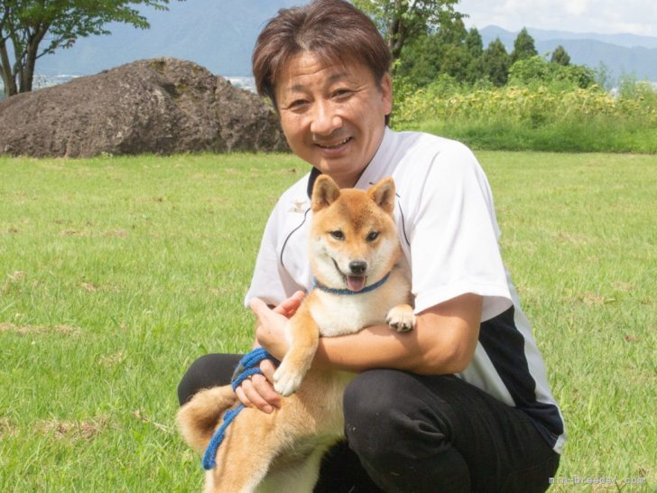 帰山　優一(かえりやま　ゆういち)ブリーダー(福井県・柴犬・日本犬保存会登録)の紹介写真8