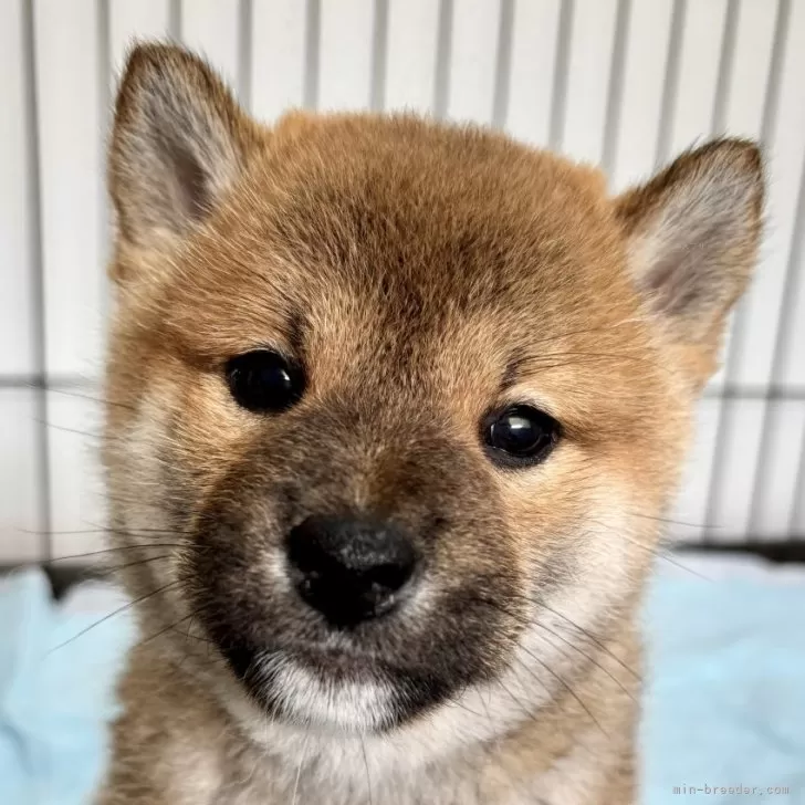 ID:2411-06161の子犬