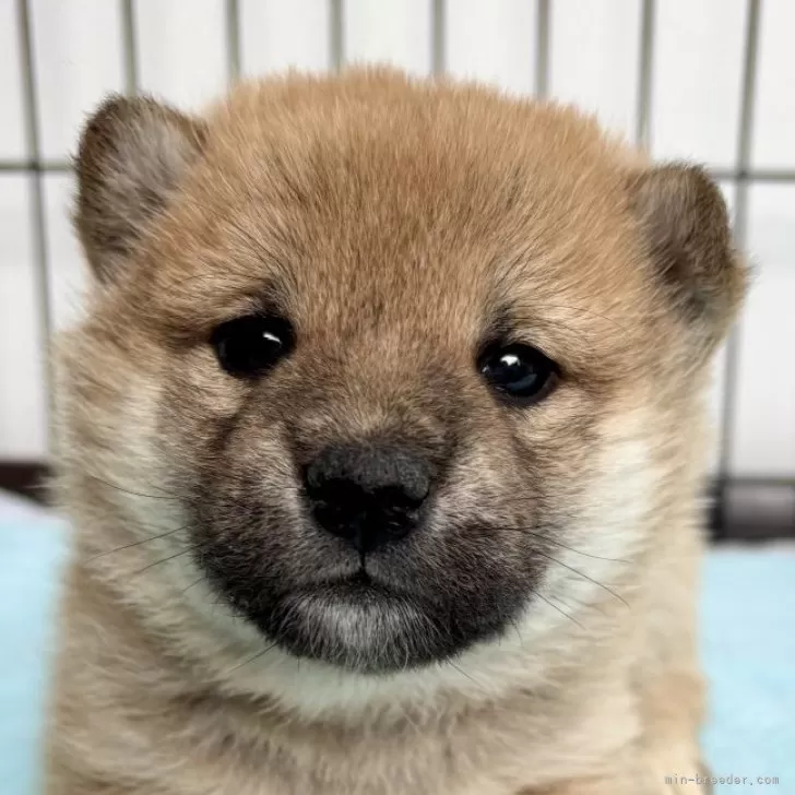 ID:2412-00555の子犬