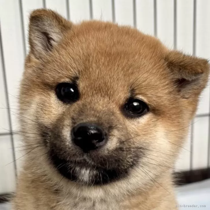 ID:2412-00588の子犬
