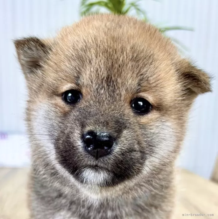 ID:2411-06240の子犬