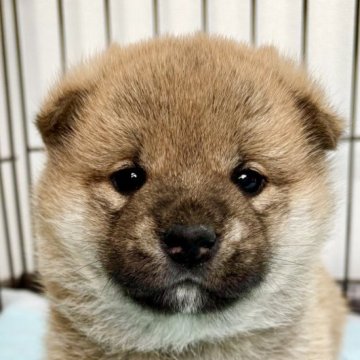 柴犬(標準サイズ)【福井県・女の子・2024年11月3日・赤】の写真「容姿&性格→文句なし優勝！全てにおいて優れた最高犬」