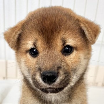 柴犬(標準サイズ)【福井県・女の子・2025年7月14日・赤】の写真「可愛いお顔にメロメロ必至♡性格温厚で優しい子♡」