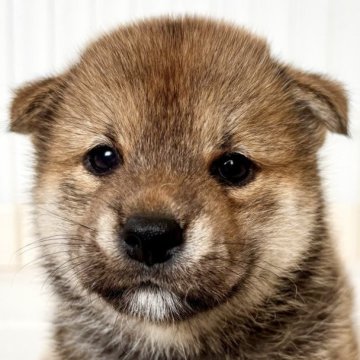 柴犬(標準サイズ)【福井県・女の子・2025年7月14日・赤】の写真「容姿の可愛さこの上なしの秀逸女子♪性格も極上♪」
