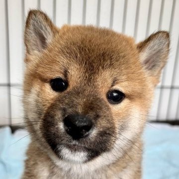 柴犬(標準サイズ)【福井県・男の子・2024年10月23日・赤】の写真「ぬいぐるみ級の可愛さ！超癒し系でメロメロ必至です♪」