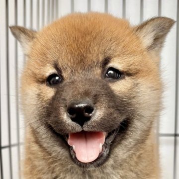 柴犬(標準サイズ)【福井県・男の子・2025年1月23日・赤】の写真「魅力満載！可愛さ別格の癒し君！大人しく甘えん坊♪」