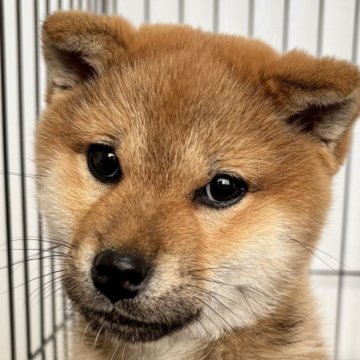 柴犬(標準サイズ)【福井県・女の子・2024年10月29日・赤】の写真「控えめで心優しい性格がグット！癒してくれる子です♪」