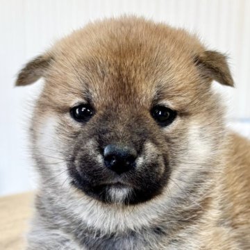 柴犬(標準サイズ)【福井県・女の子・2024年10月23日・赤】の写真「可愛さMAX！性格極上のパーフェクト女子登場！」