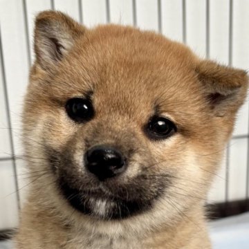 柴犬(標準サイズ)【福井県・女の子・2024年11月3日・赤】の写真「スーパー美犬！可愛いお顔と優しい性格が最高です♡」
